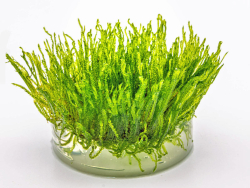 Taiwan-Moos - Taxiphyllum alternans ´Taiwan´ in vitro